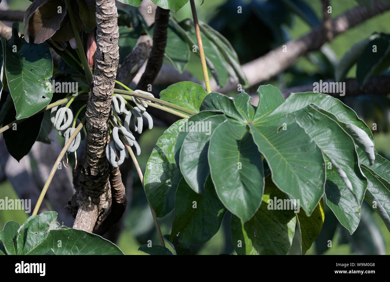 Cecropia tree fruit and leaves Stock Photo