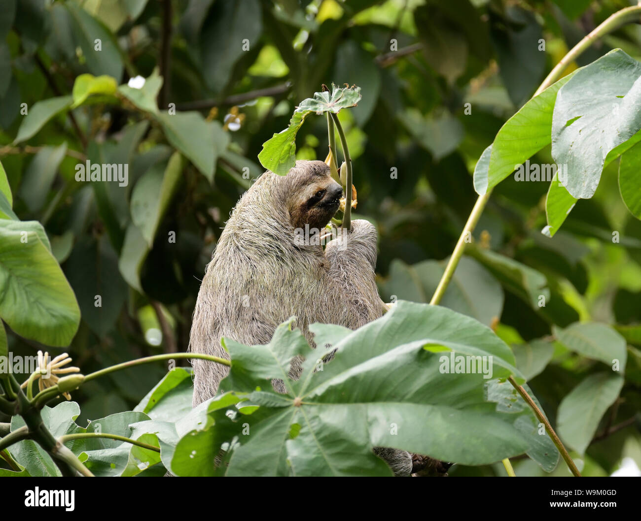 Three-toed sloth, Brown-throated three toed sloth, Bradypus variegatus, manuel Antonio National Park, CR Stock Photo