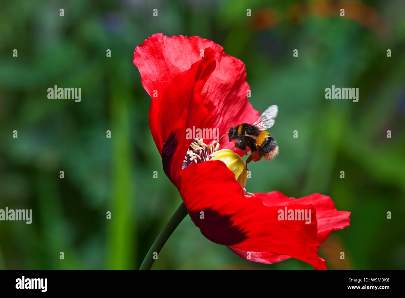 bumble bee flying into a poppy flower Stock Photo