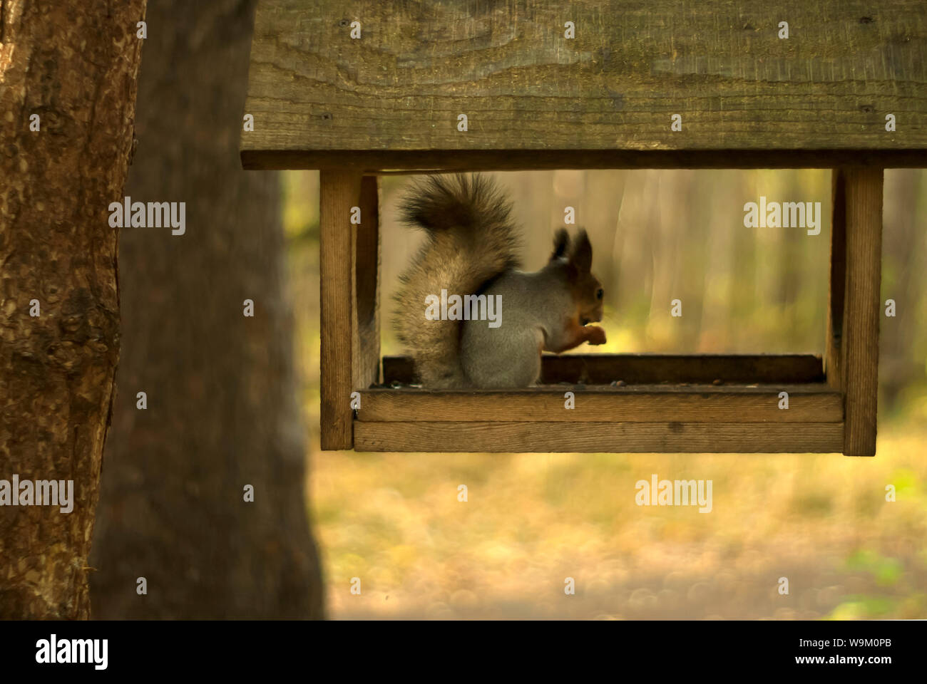 red eurasian squirrel sits and eats in a simple wooden bird feeder Stock Photo