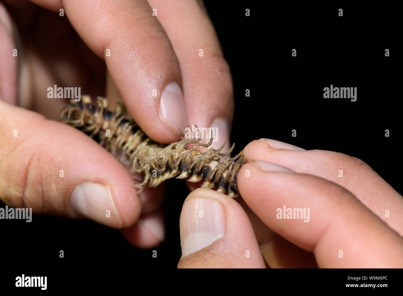 Millipede underside showing gonopods for transferring sperm. they are modified legs that replace one pair in males Stock Photo