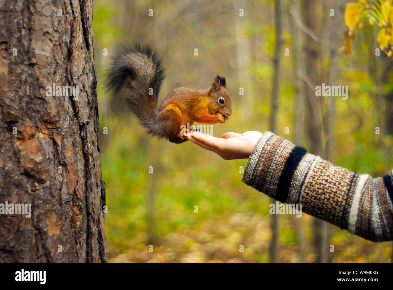 red squirrel in autumn park eating nuts with a girl's hand, blurred background Stock Photo - Alamy red squirrel in autumn park eating nuts with a girl's hand, blurred background Stock Photo - Alamy