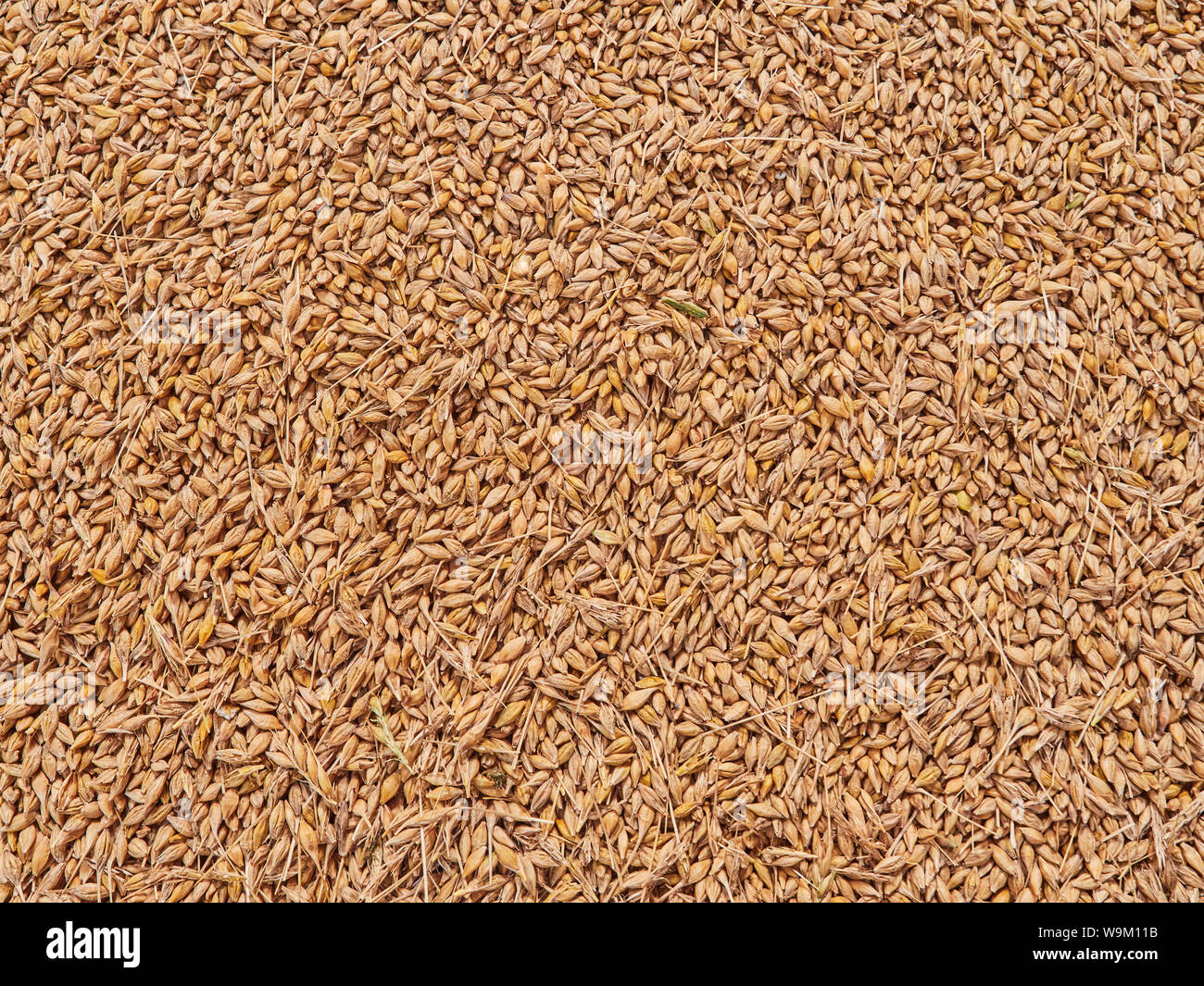 Barley Grains Animal Feed High Resolution Stock Photography and Images
