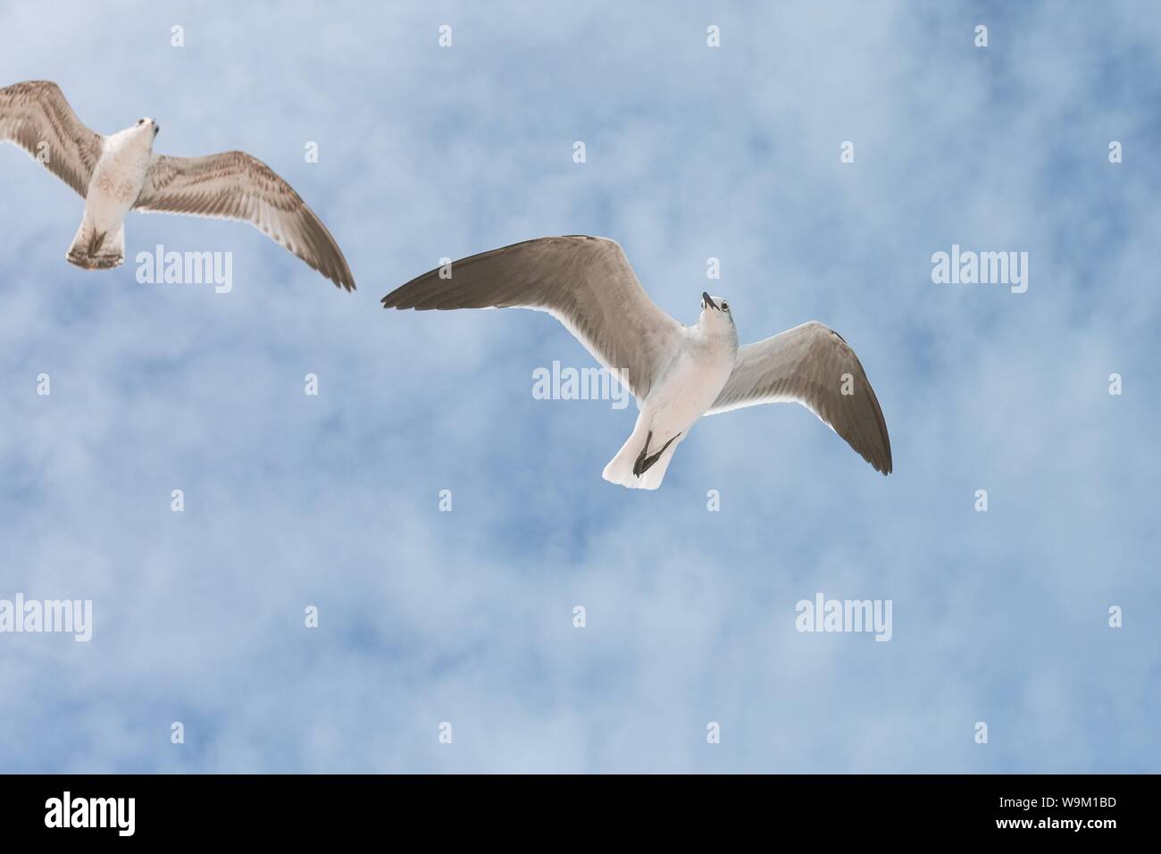 two-gulls-at-a-coastal-rock-hi-res-stock-photography-and-images-alamy