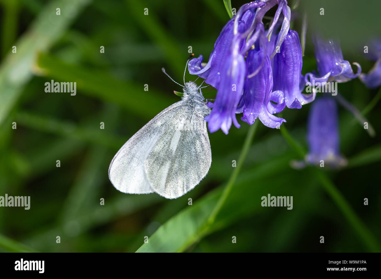 Cryptic Wood White butterfly feeding from a bluebell Stock Photo
