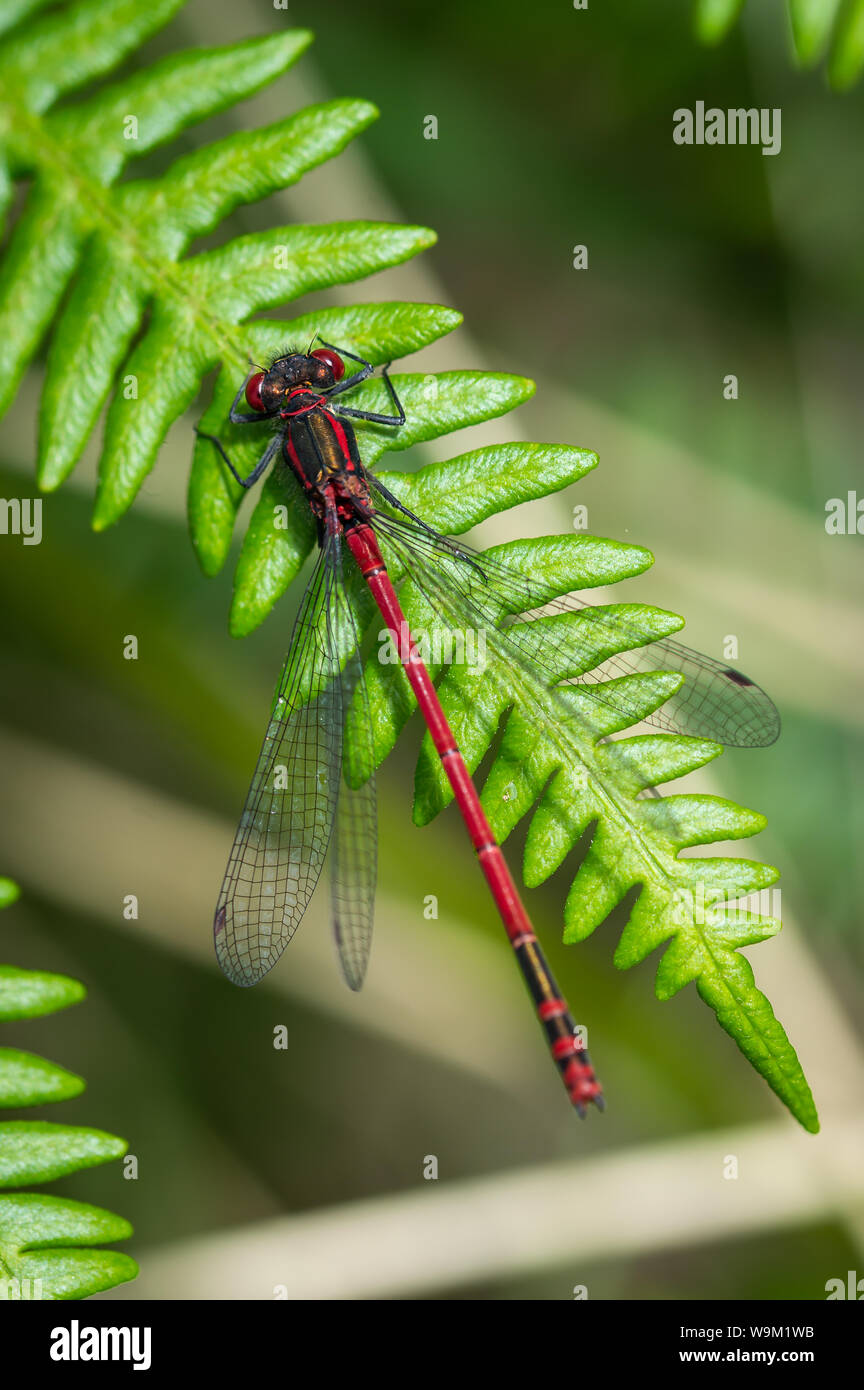 Large Red damselfly on a green fern Stock Photo - Alamy