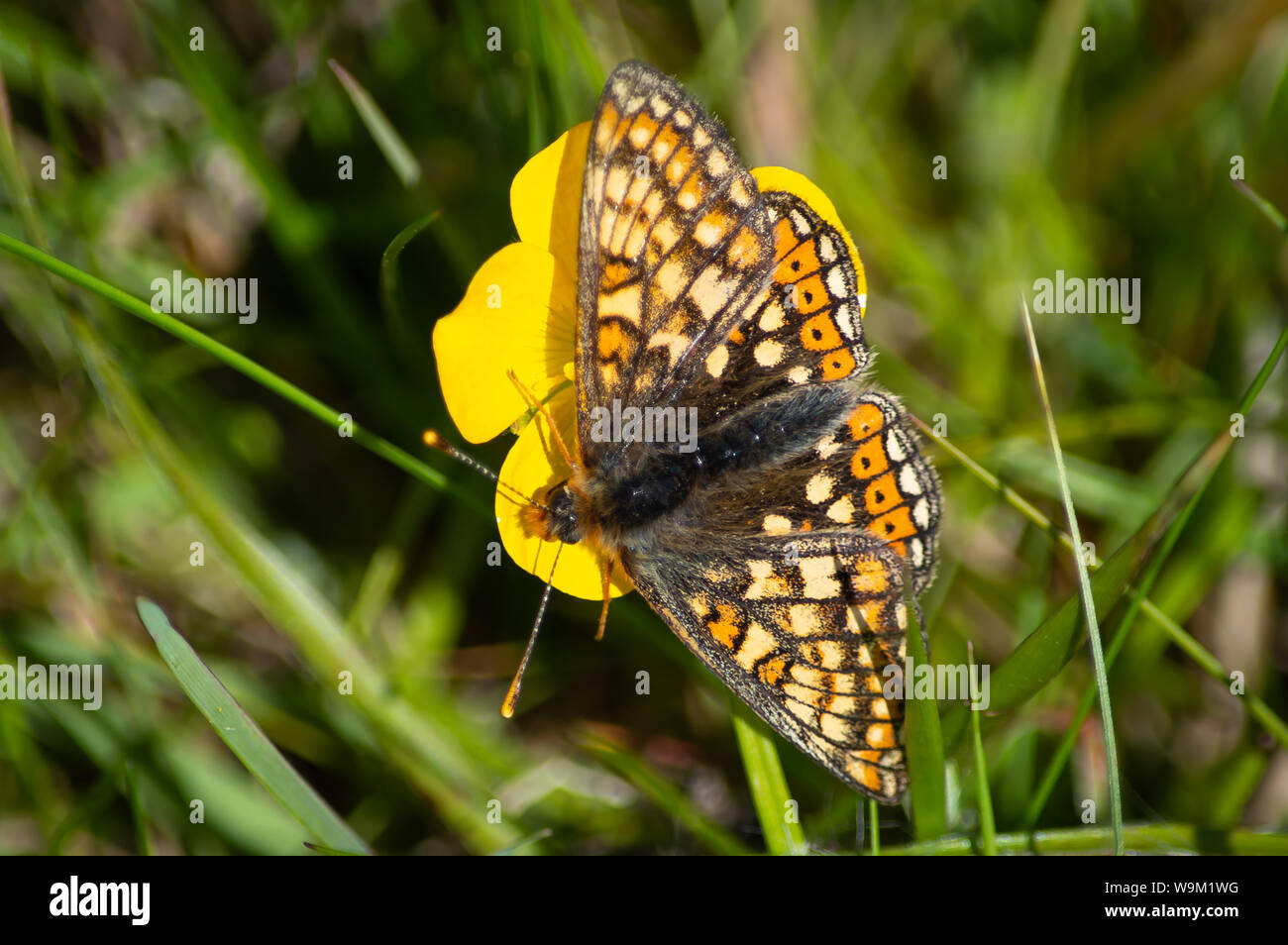 Marsh Fritillary butterfly on a buttercup Stock Photo Alamy
