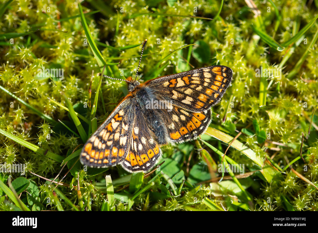 Marsh Fritillary butterfly resting on some moss Stock Photo