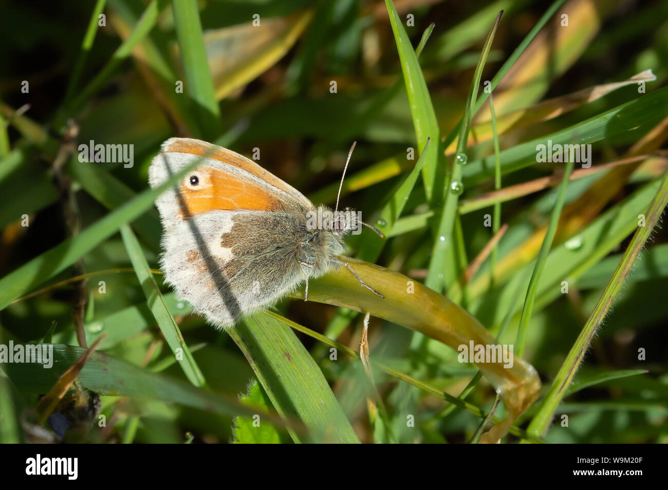 Small Heath butterfly on a blade of grass Stock Photo - Alamy