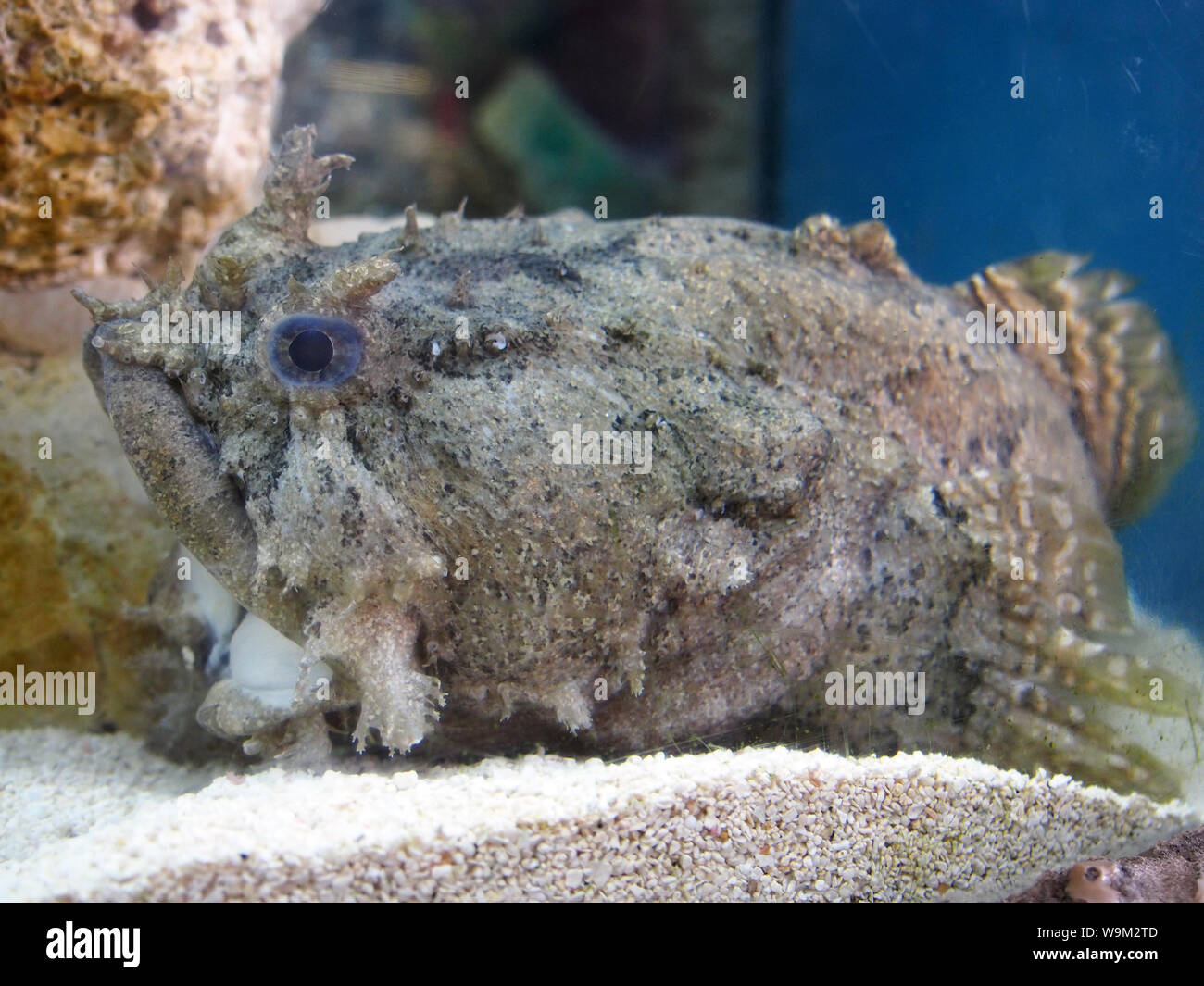 Scorpio fish specimen at Mote Aquarium, Florida, USA, April 6, 2019, © Katharine Andriotis Stock Photo