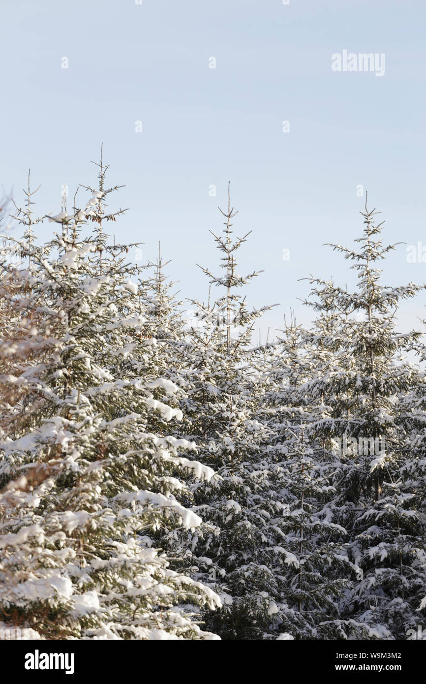 Snow covered trees in Glen Garry, Scottish Highlands, UK. Stock Photo