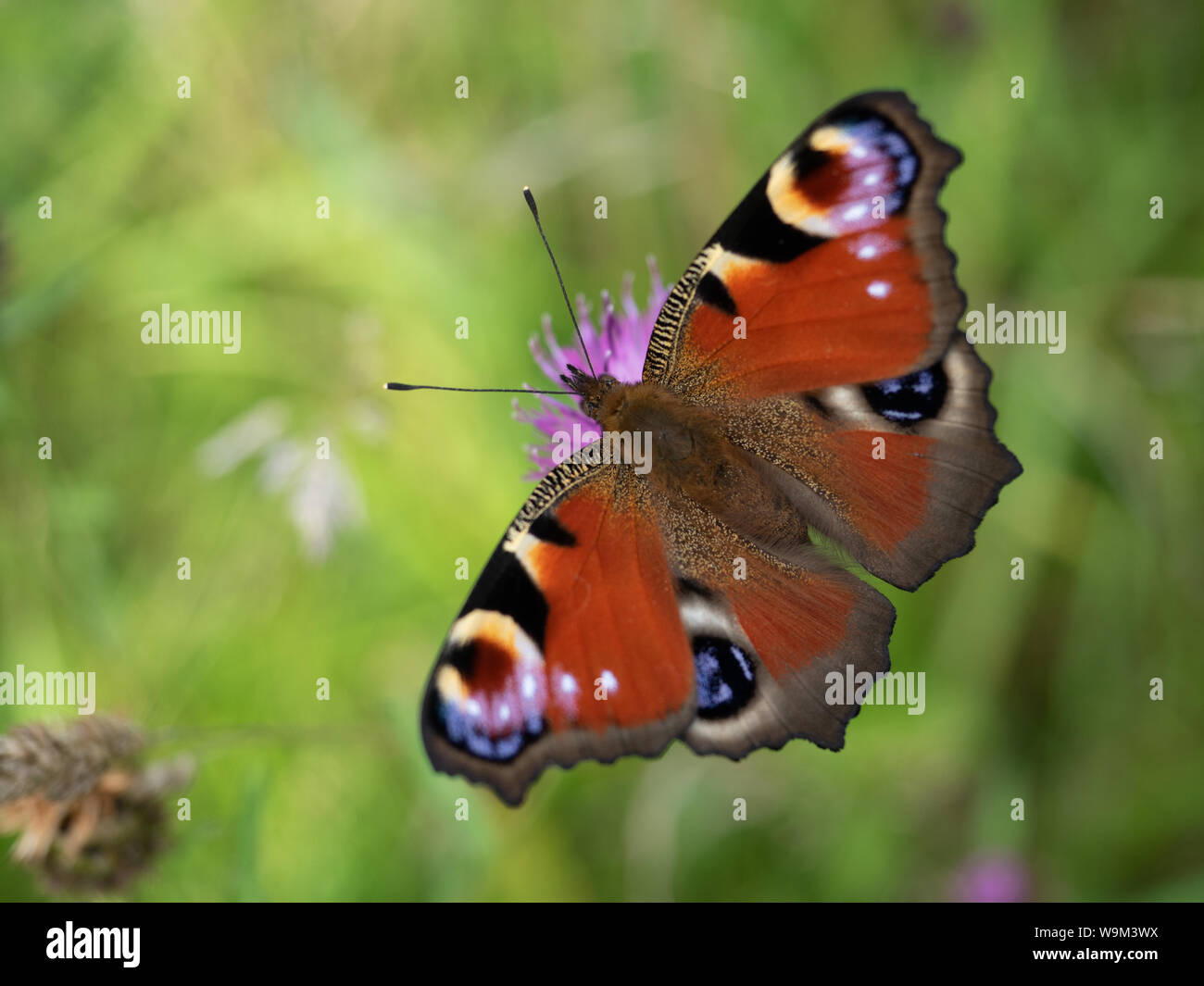 Peacock butterfly close-up from above, wings full-spread, against an out-of-focus meadow background Stock Photo