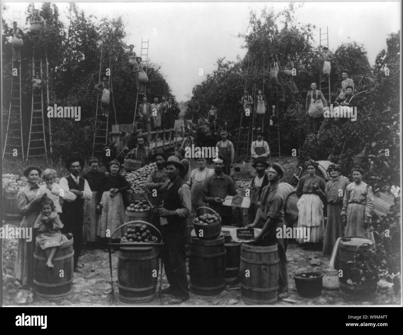 Apple picking in Berkely County, West Virginia Stock Photo Alamy