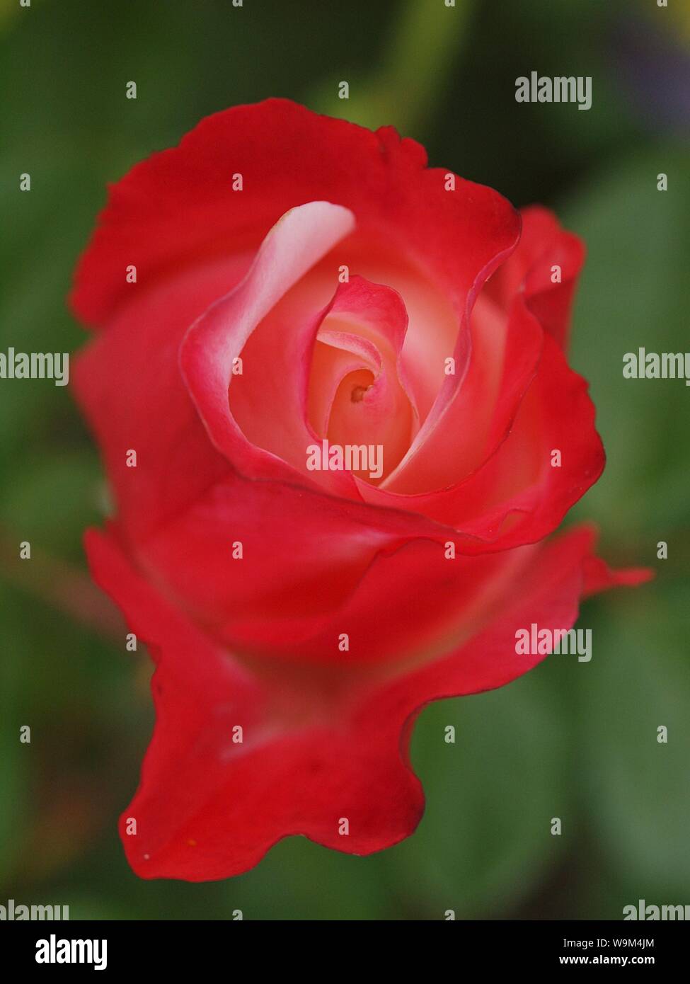 Macro of a blooming red rose Stock Photo - Alamy