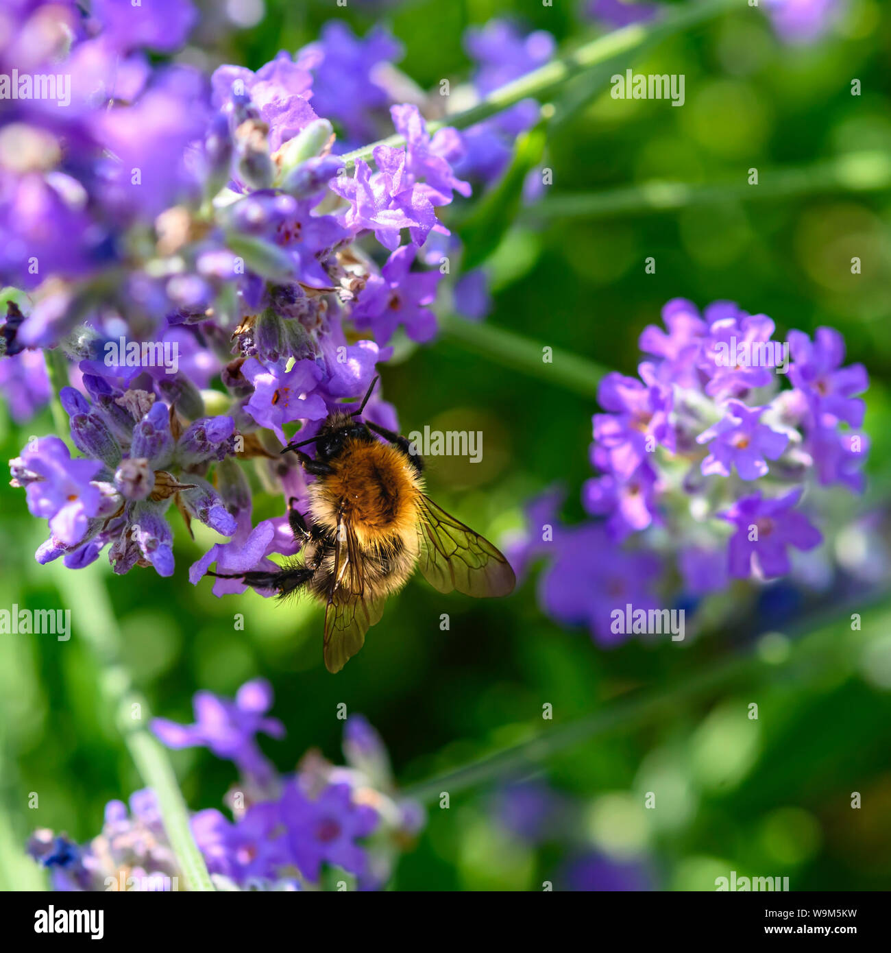 Bumblebee in lavender hi-res stock photography and images - Alamy