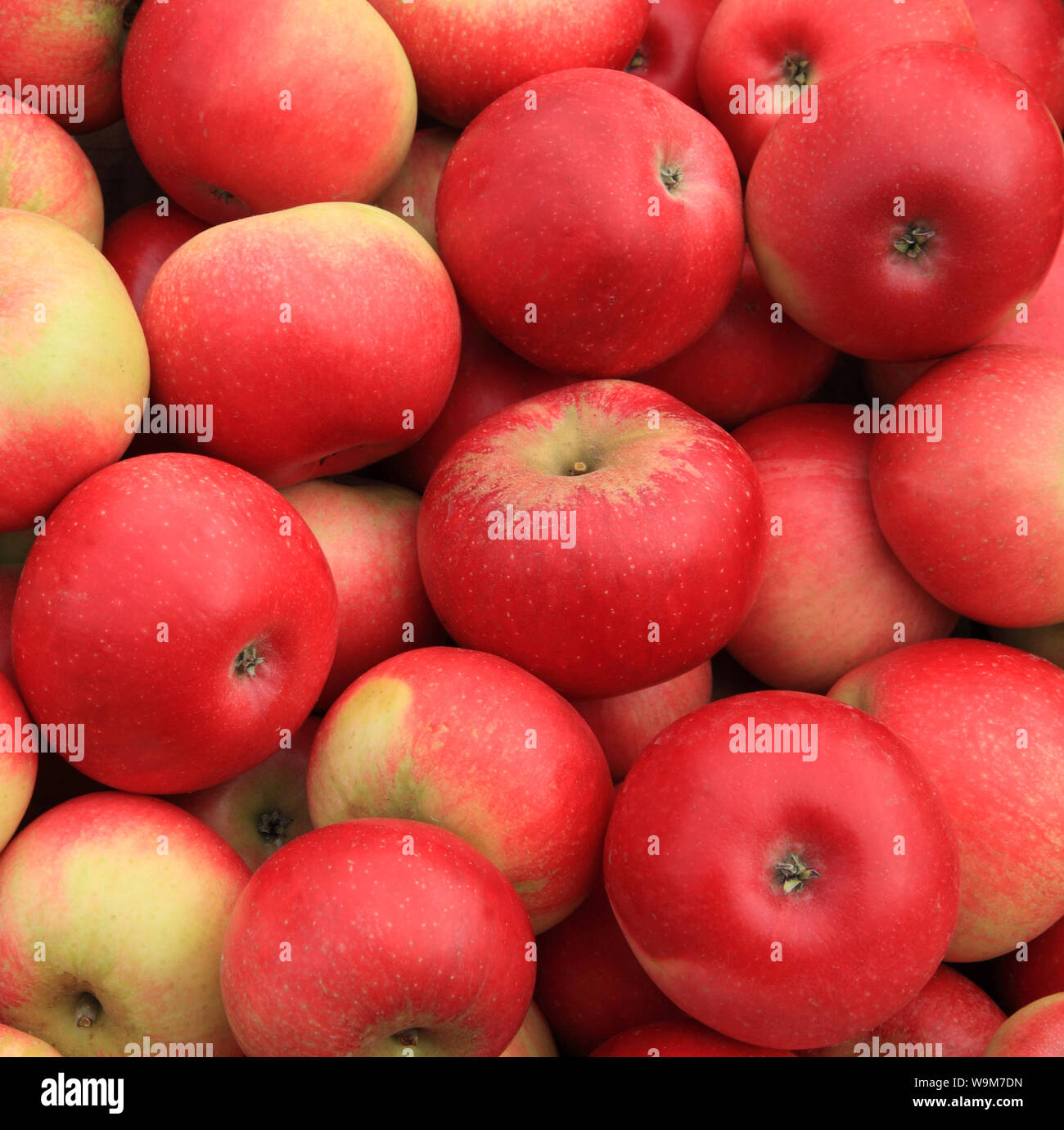 Apple 'Discovery', apples, named variety, varieties, farm shop display Stock Photo