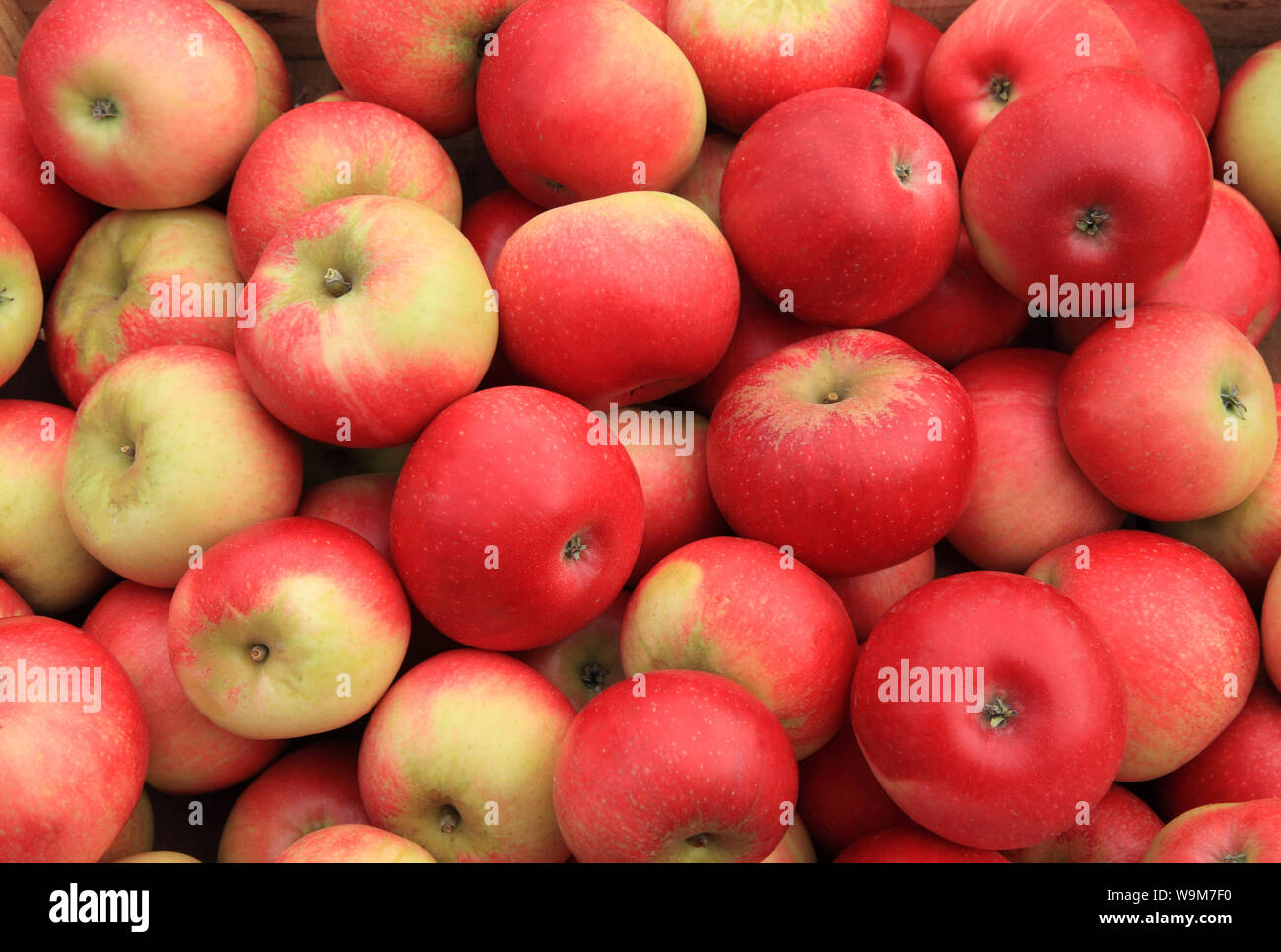 Apple 'Discovery', apples, named variety, varieties, farm shop display Stock Photo