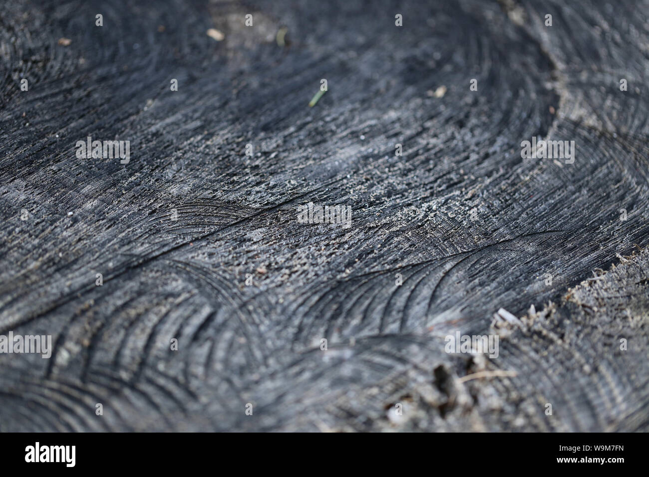 Holzstamm geschnitten makro zoom Stock Photo