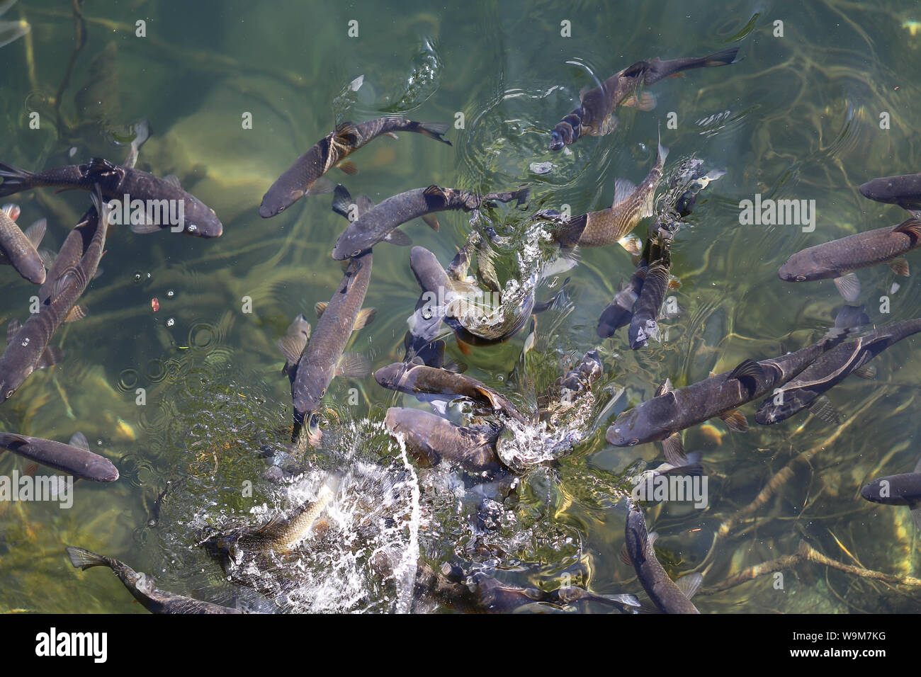 Fische im See,Piburger See, Ötztal, a lots of fish in the lake Stock Photo