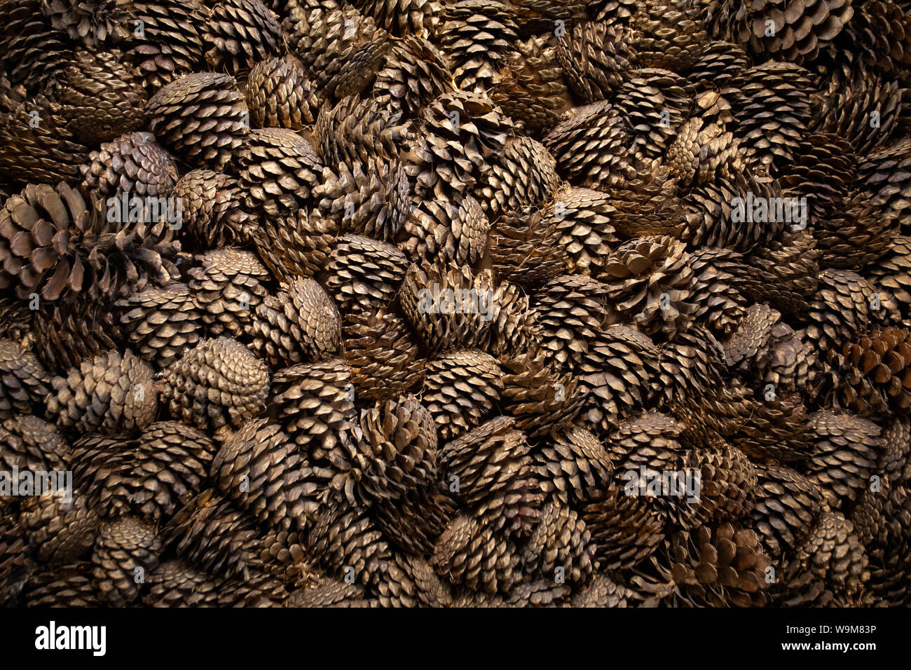 Natural background of brown pine and fir cones close up. Texture of many fallen cones. Template for design Stock Photo