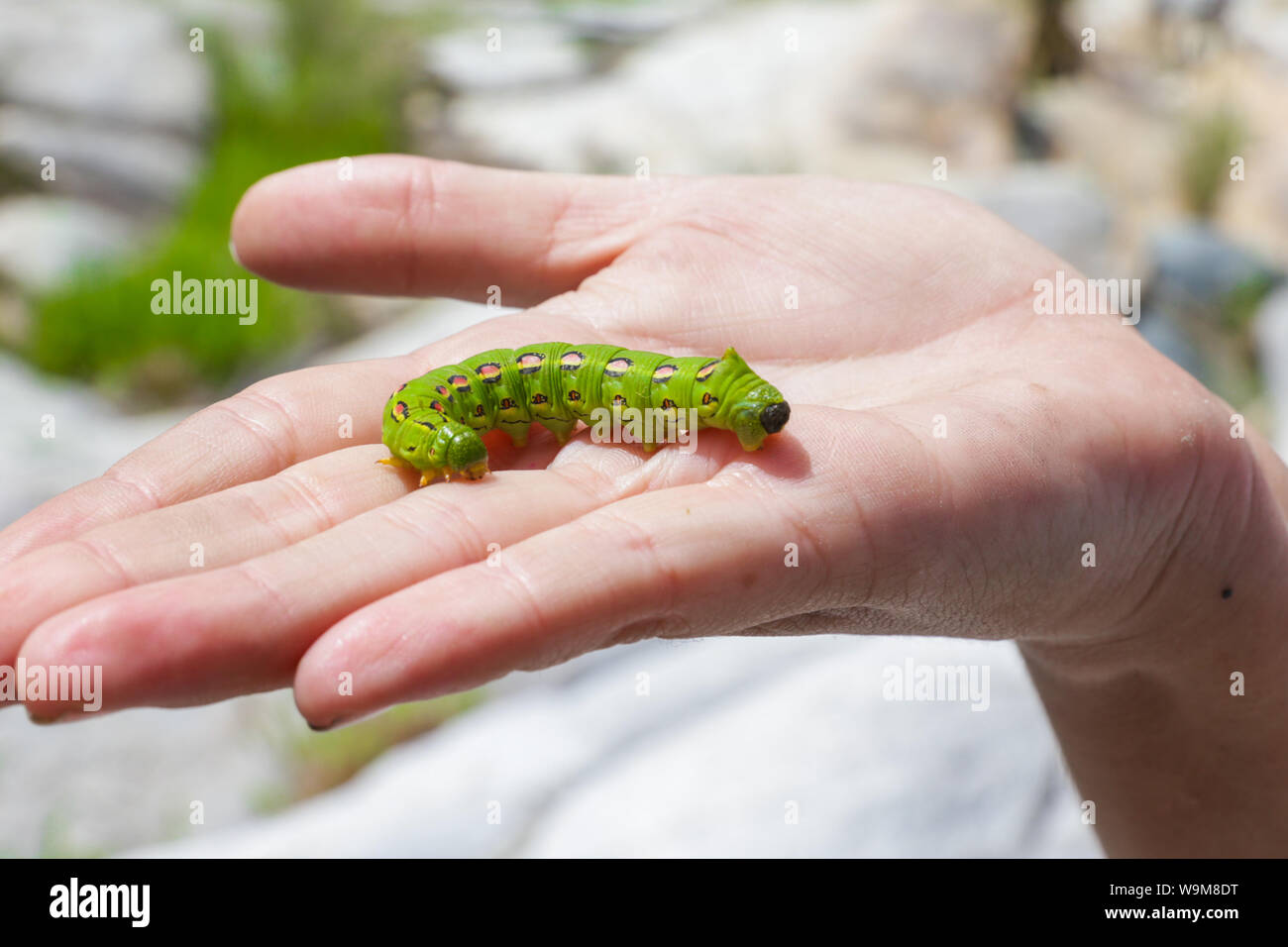 Caterpillar or green worm in the hand of biology. Sierra Los Locos in the  municipality of San Felipe de Jesús, Sonora, Mexico and Aconchi, during the  Madrean Discovery Expedition (MDE) of the