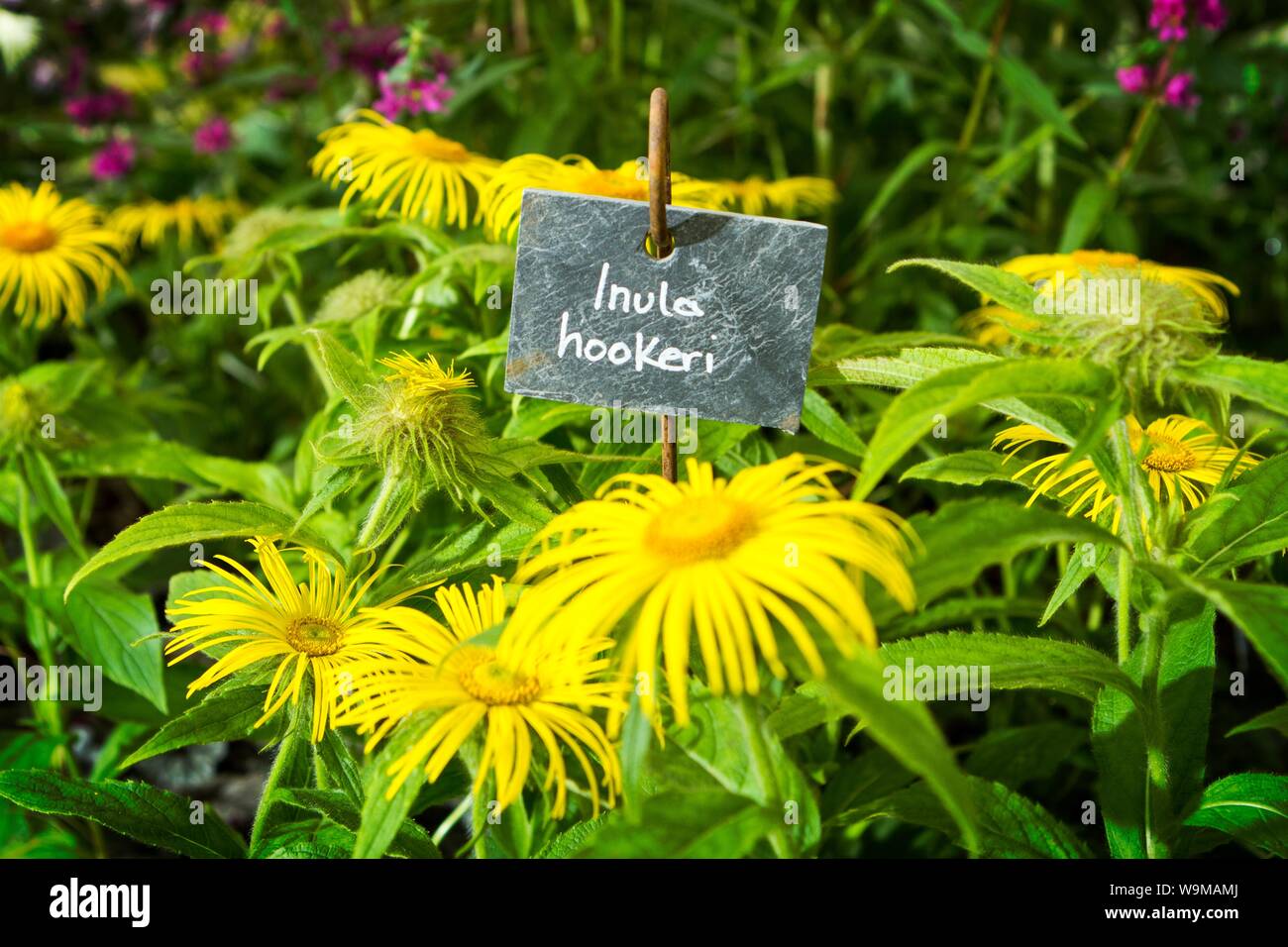 a inula hookeri helenium garden gardening plant plants gardens Stock Photo
