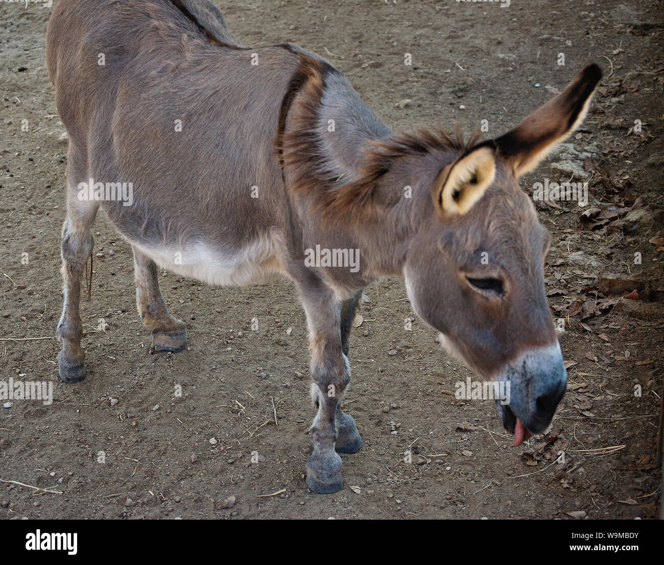 Small burro, donkey or jackass Stock Photo Alamy