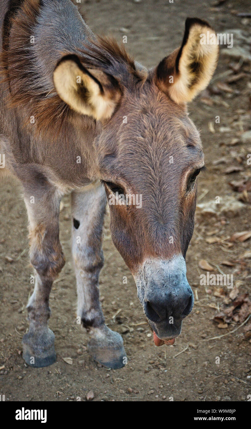 Small burro, donkey or jackass Stock Photo Alamy