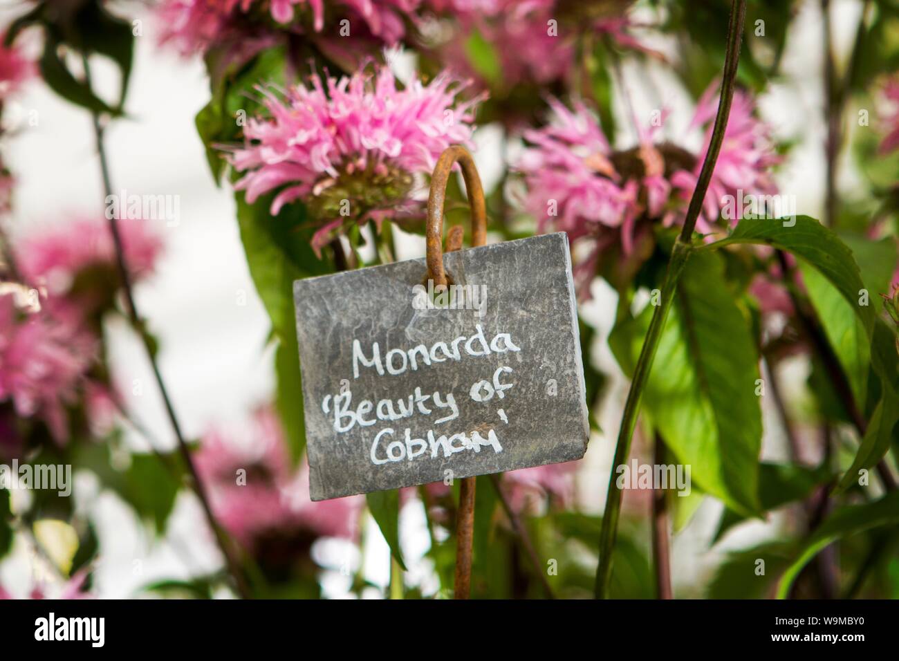 a monarda beauty of cobham garden gardening plant plants gardens Stock Photo