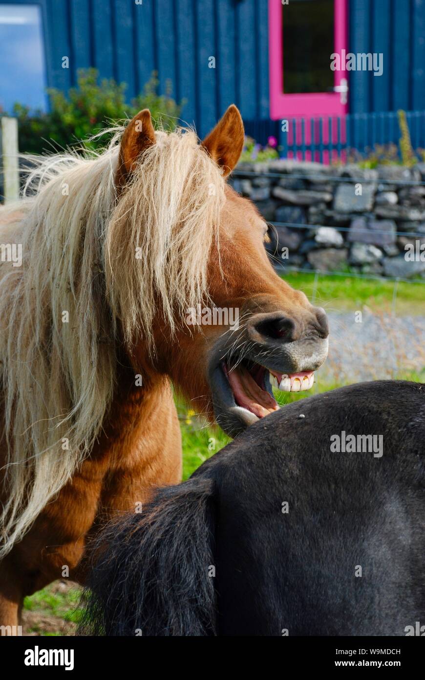 Laughing Shetland pony, Burra, Shetland Stock Photo
