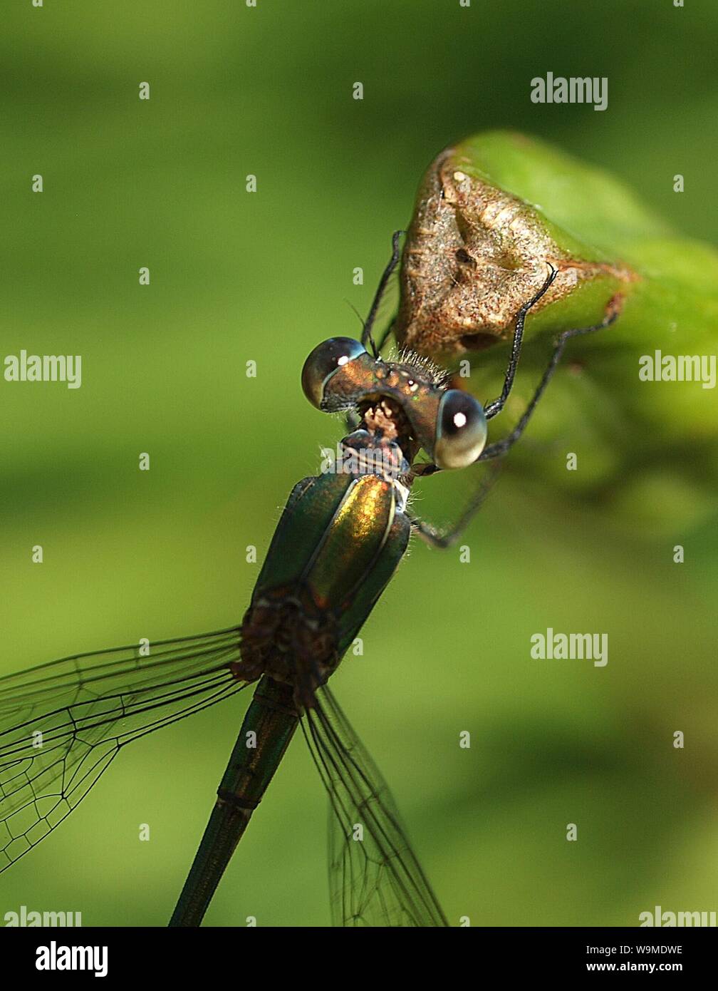 Macro of a green magnificent dragonfly Stock Photo - Alamy