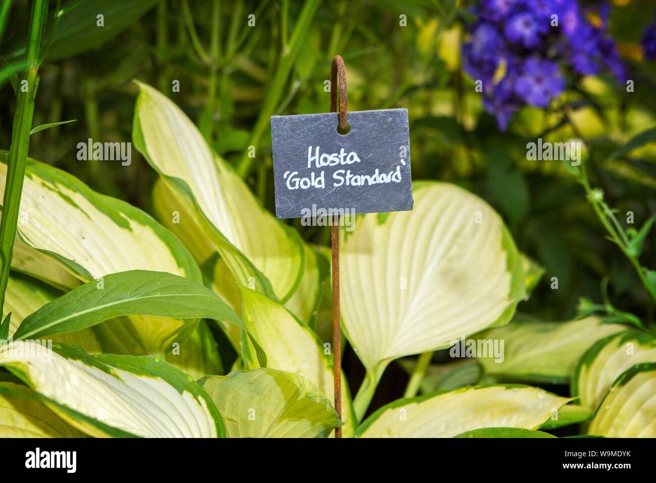 a hosta gold standard garden gardening plant plants gardens Stock Photo