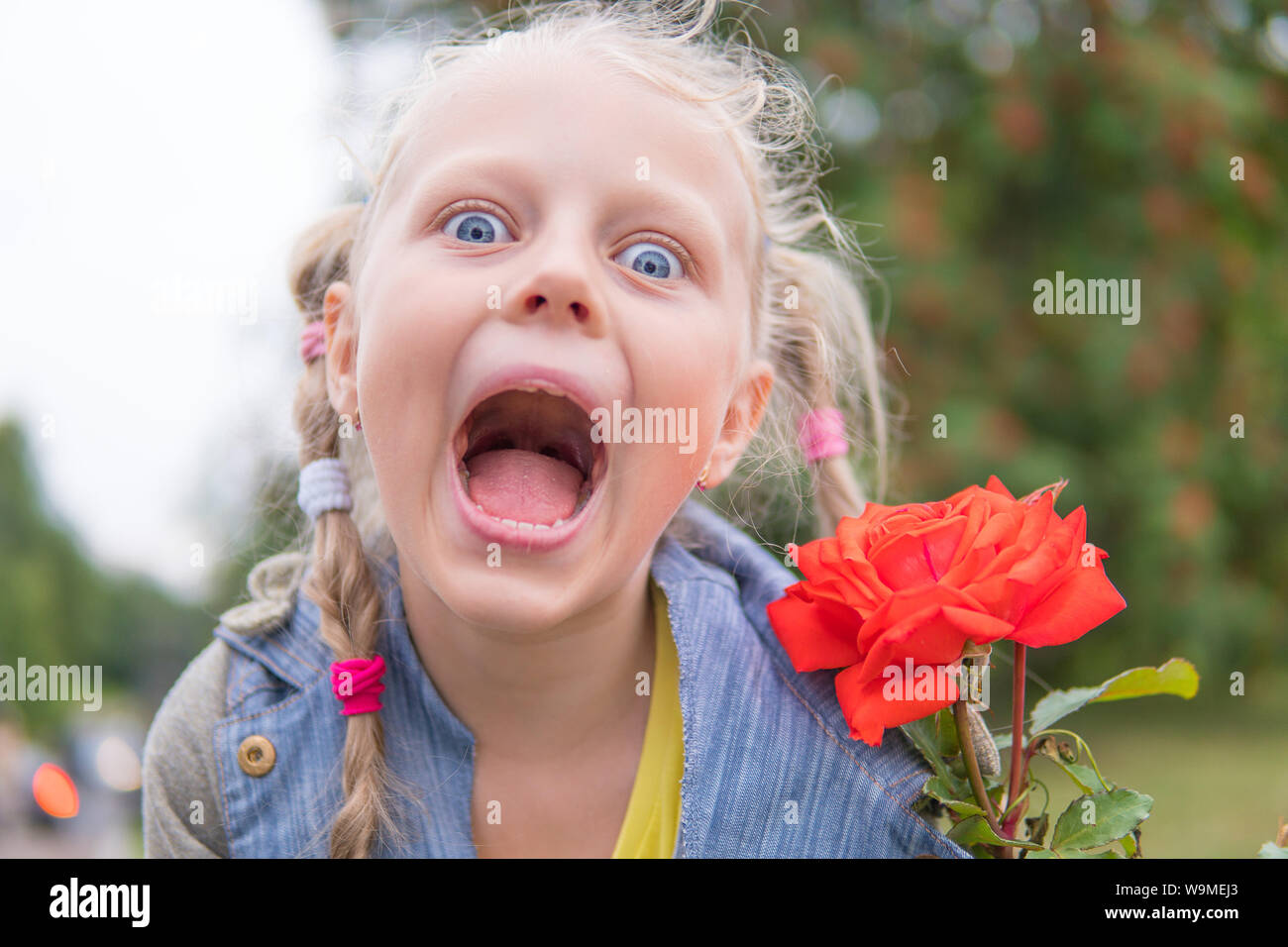 Marveled at the beautiful red rose, funy Stock Photo