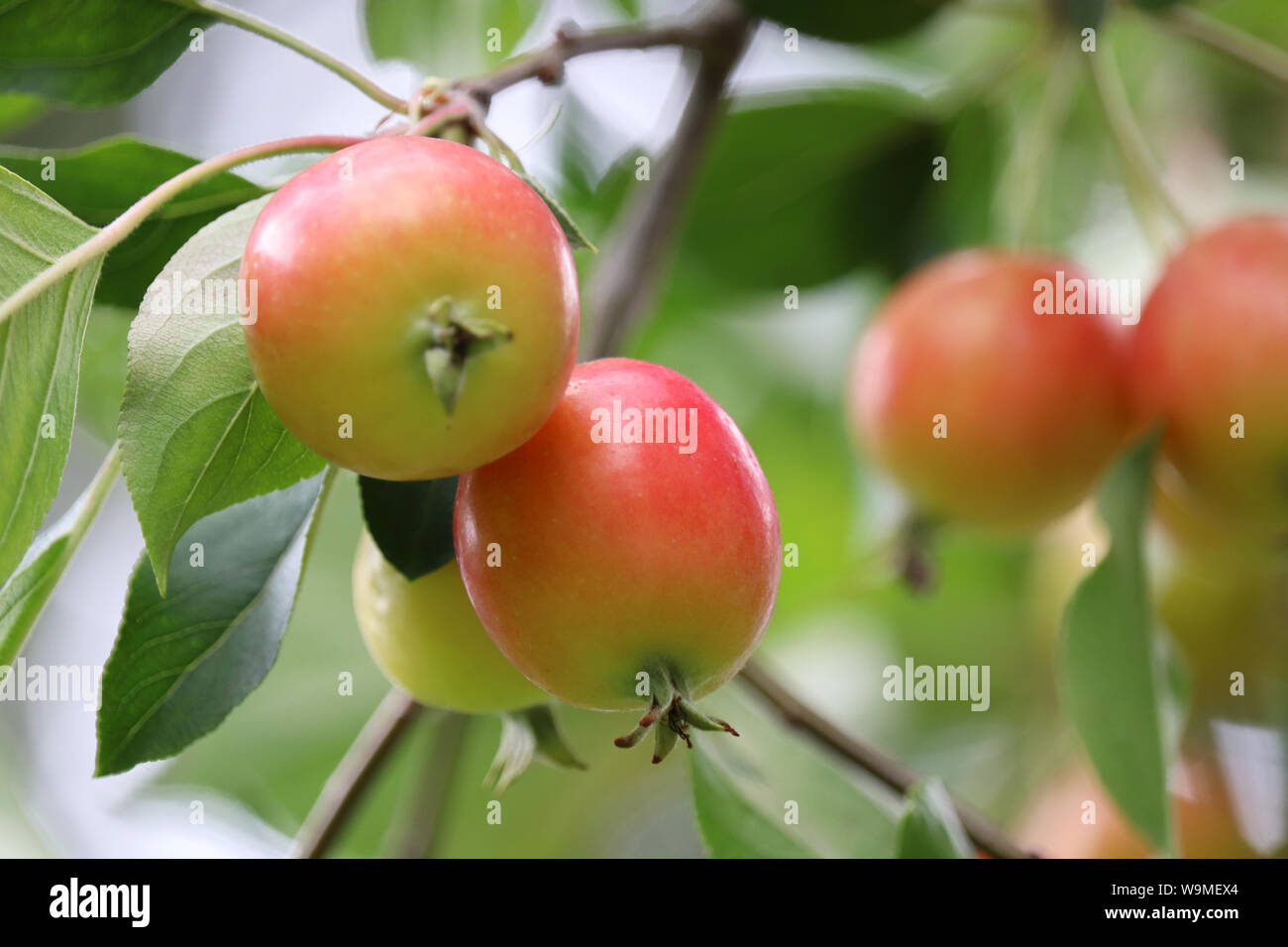 Red apples on a tree in a summer garden, selective focus. Ripe apple fruit hanging on branch with leaves Stock Photo