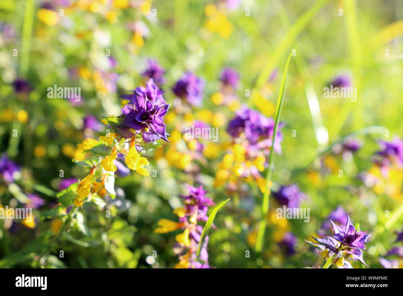 Colorful wildflowers on summer meadow, cow wheat in sunny day. Melampyrum nemorosum or Ivan da Marya blooming in a grass, vivid colors of nature Stock Photo