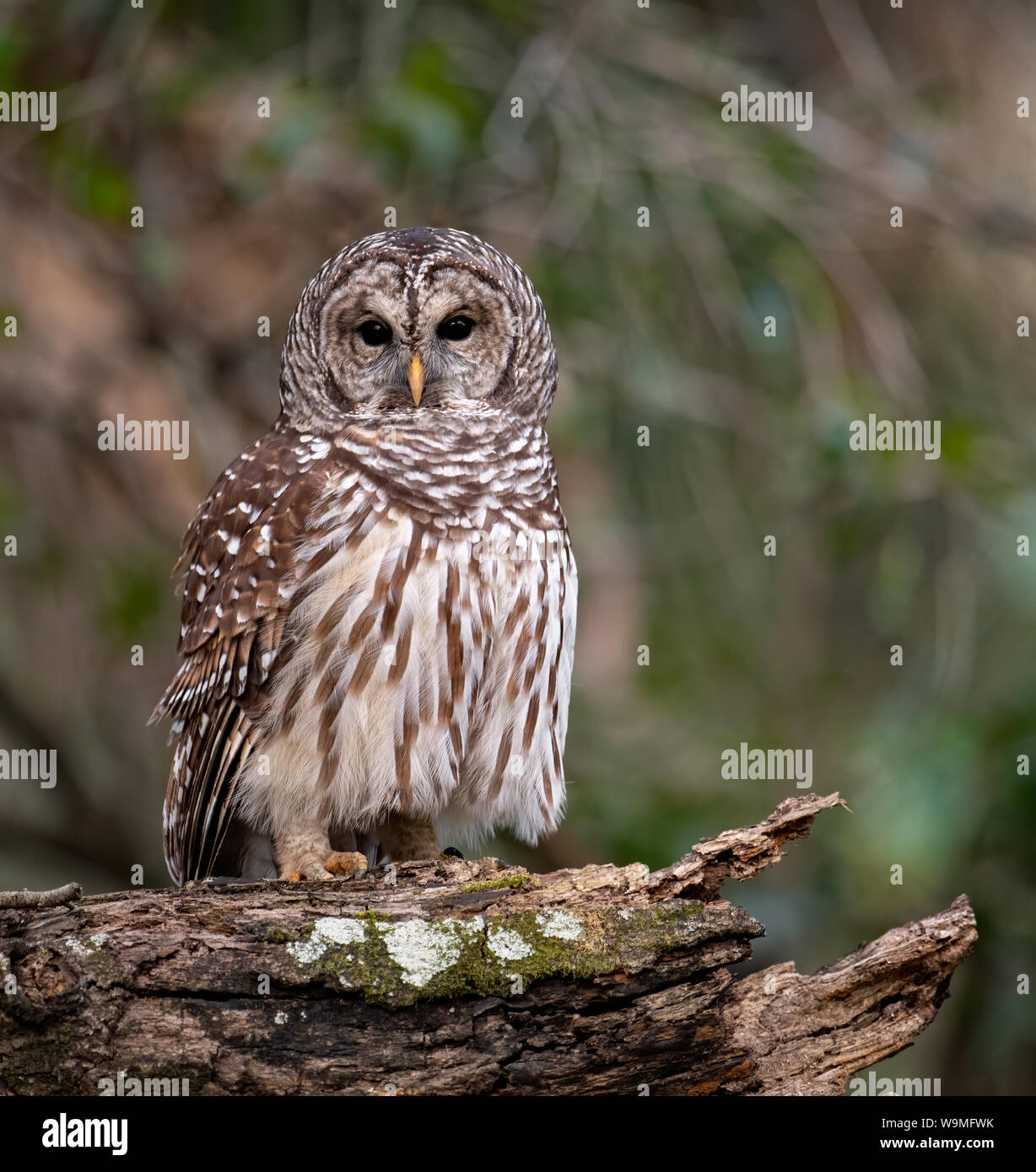 Barred owl mouse hi-res stock photography and images - Alamy