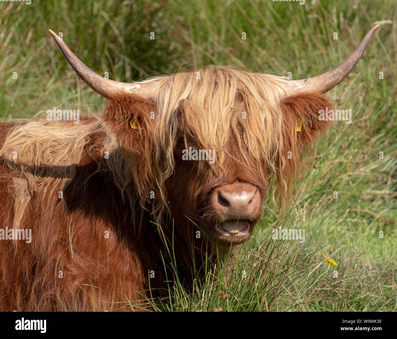 Portrait of a Highland cow, Kilmartin Glen, Scotland. Stock Photo