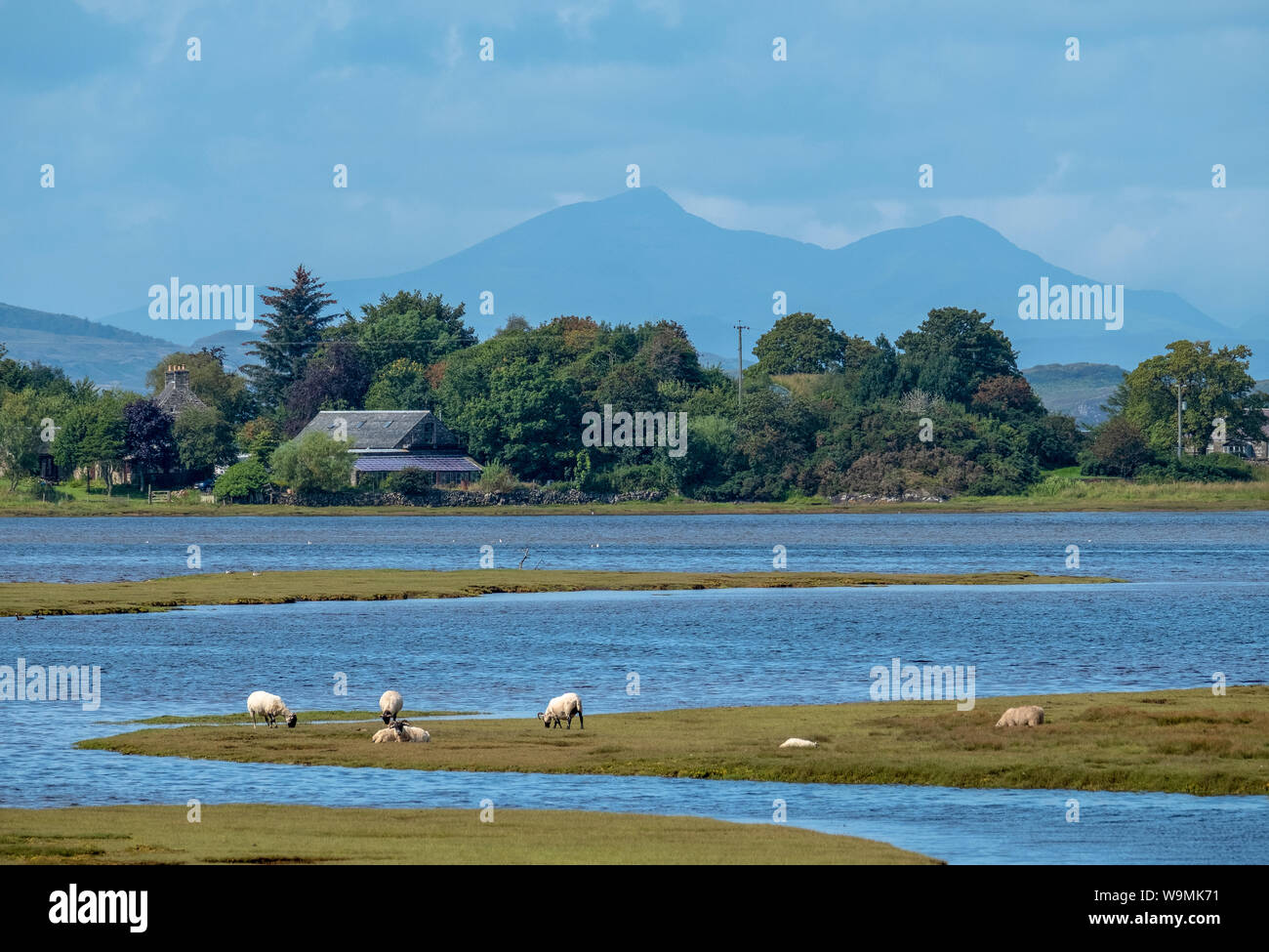 Sheep grazing beside the River Add Estuary, Argyll, Scotland. Stock Photo