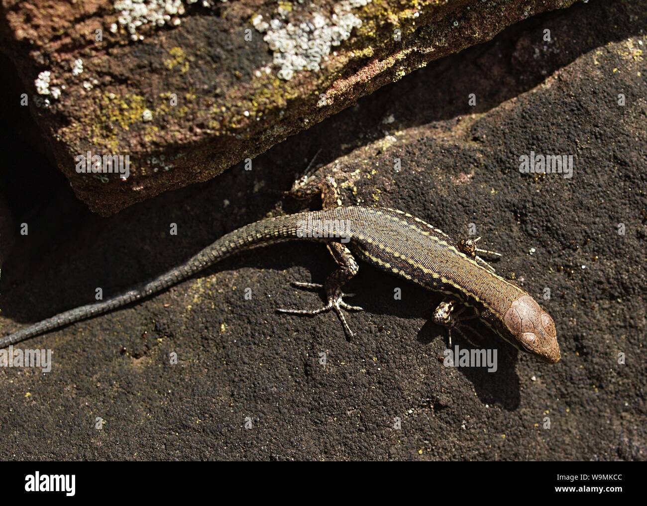 Macro of a wall lizard Stock Photo - Alamy