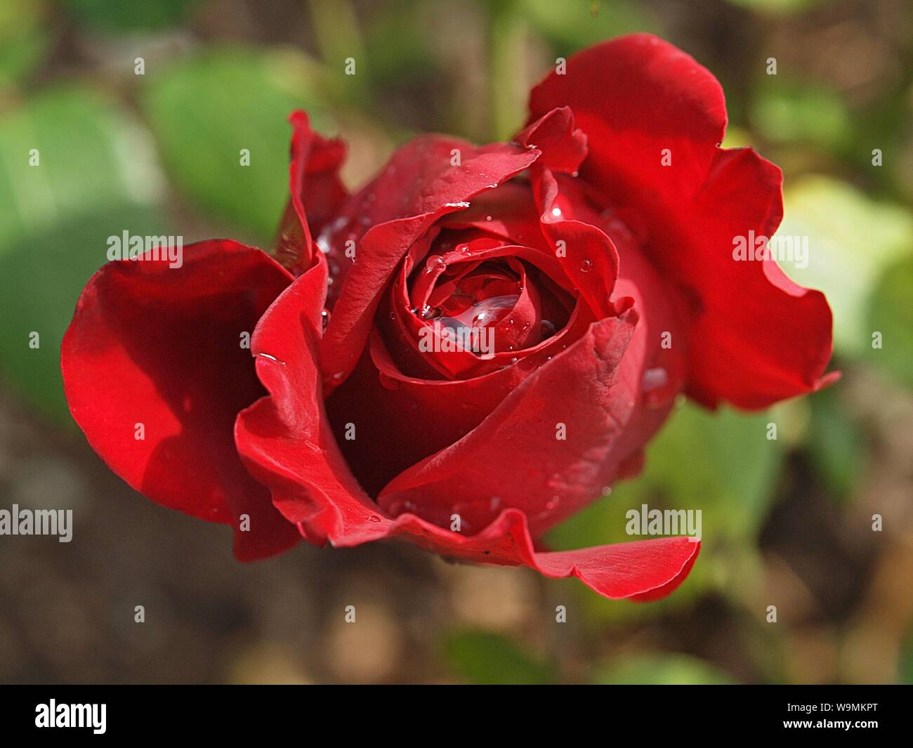 Macro of a blooming red rose Stock Photo - Alamy
