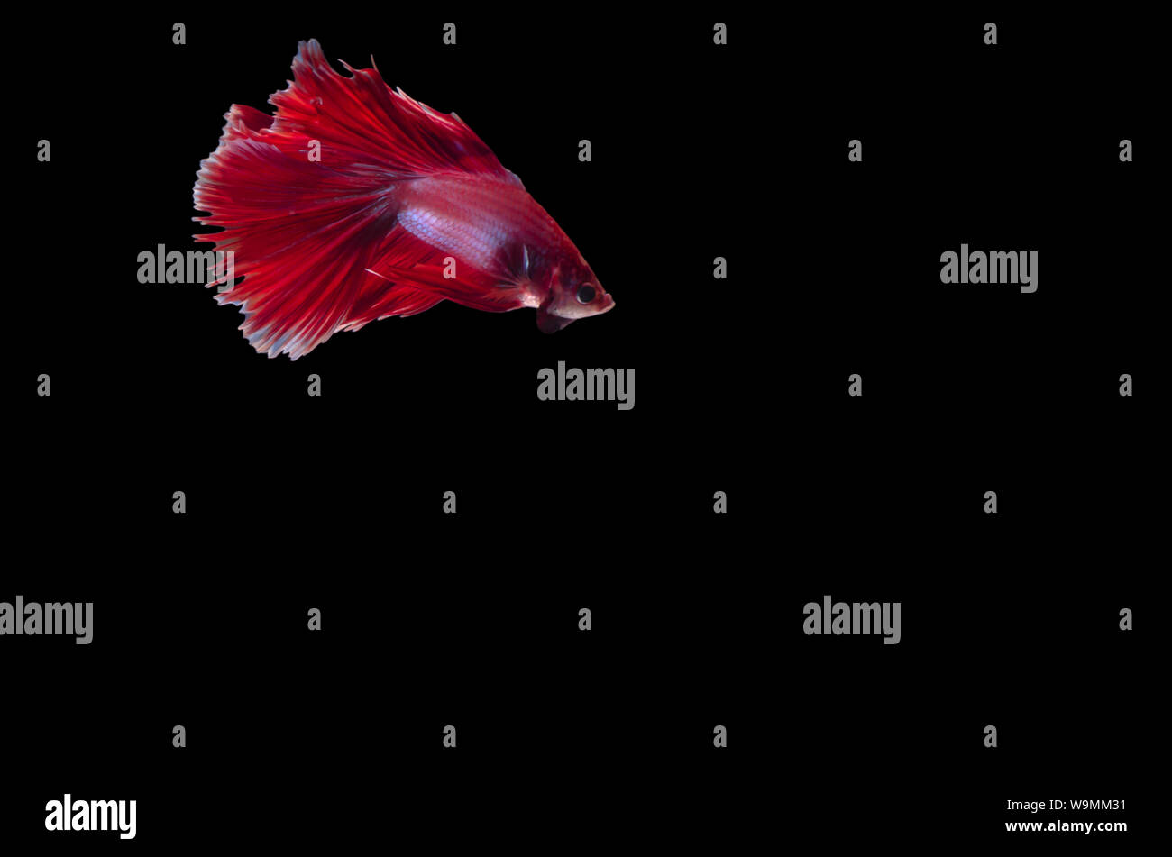 Betta Siamese fighting fish isolated Stock Photo