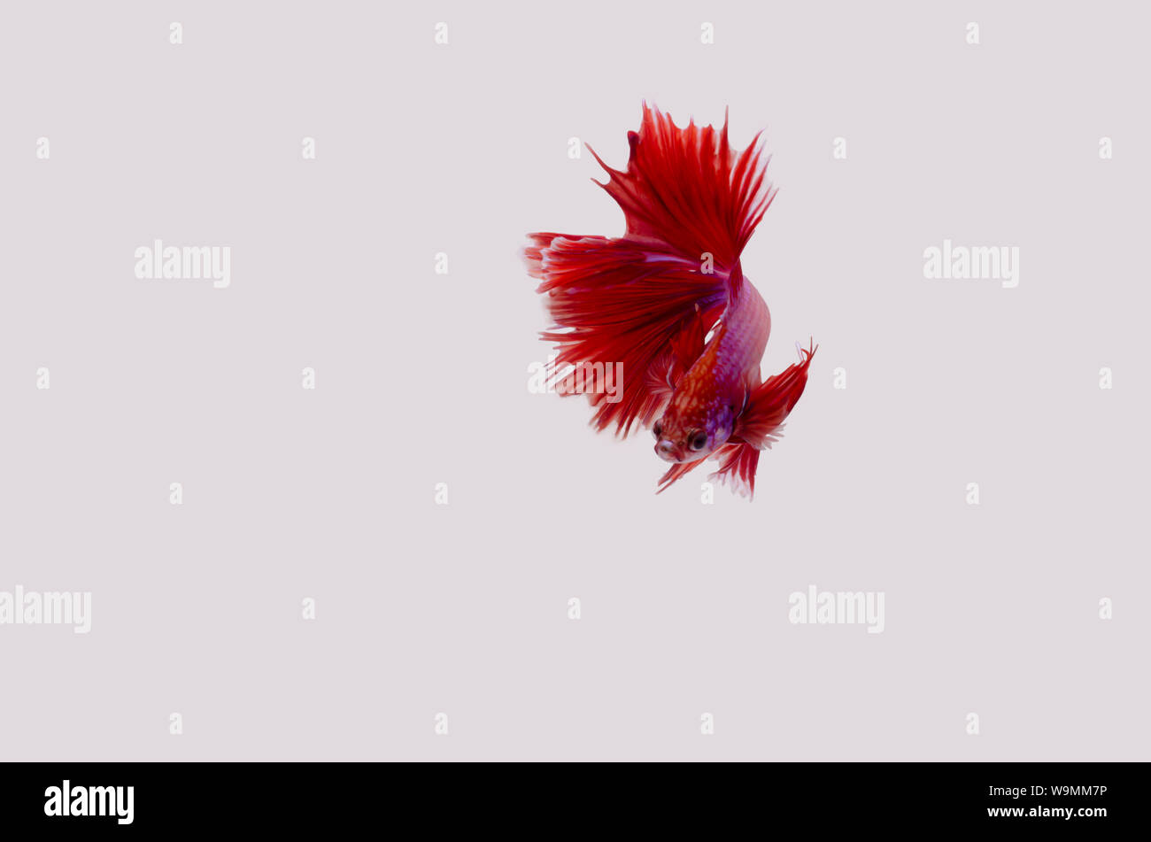 Betta Siamese fighting fish isolated Stock Photo