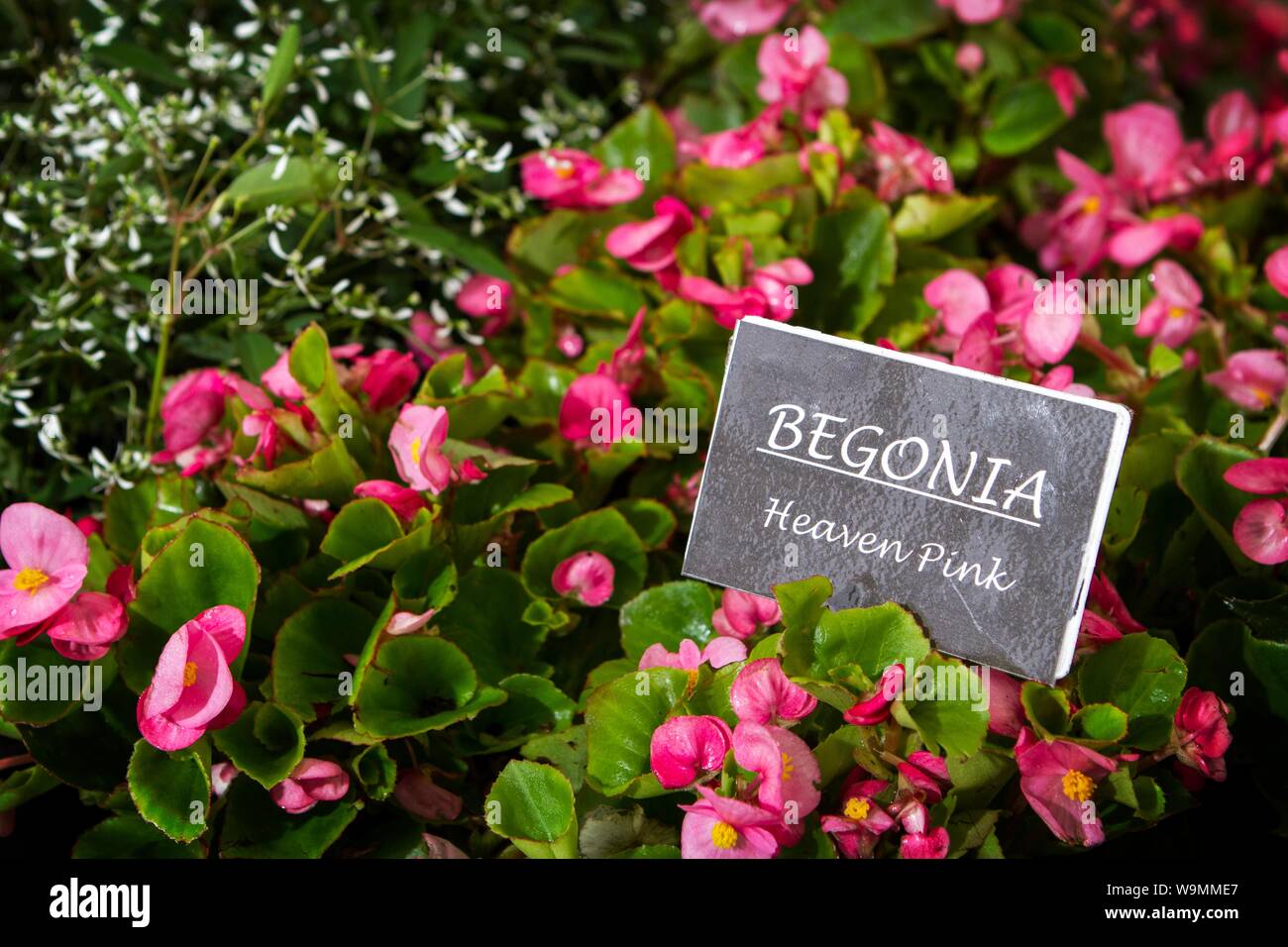 a begonia nonstop pink garden gardening plant plants gardens Stock Photo