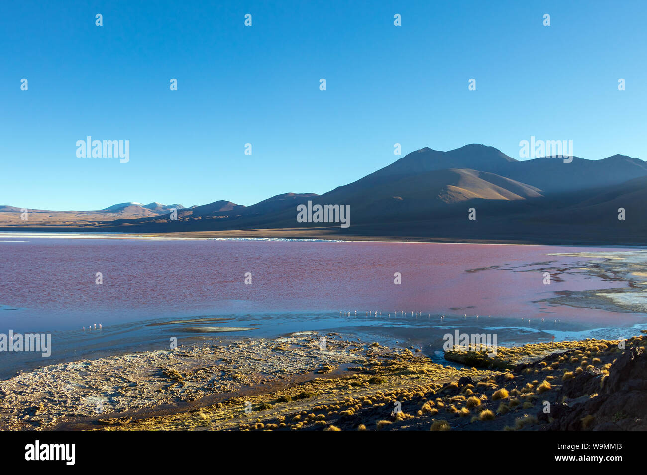 Laguna Colorada, Red Lagoon shallow salt lake in the southwest of the altiplano of Bolivia, within Eduardo Avaroa Andean Fauna National Reserve Stock Photo