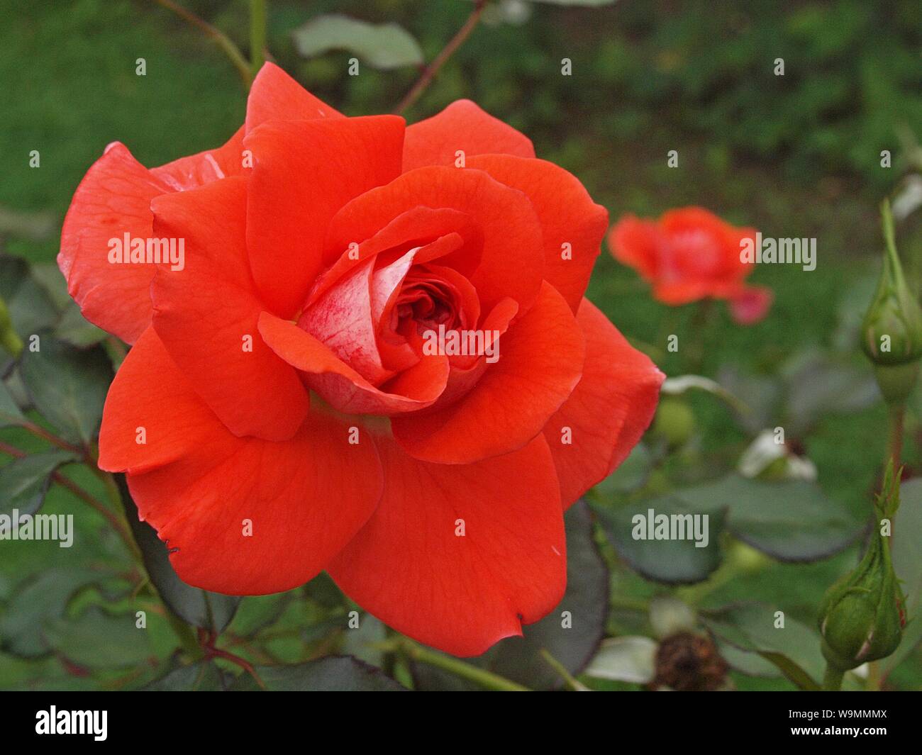 Macro of a blooming red rose Stock Photo - Alamy