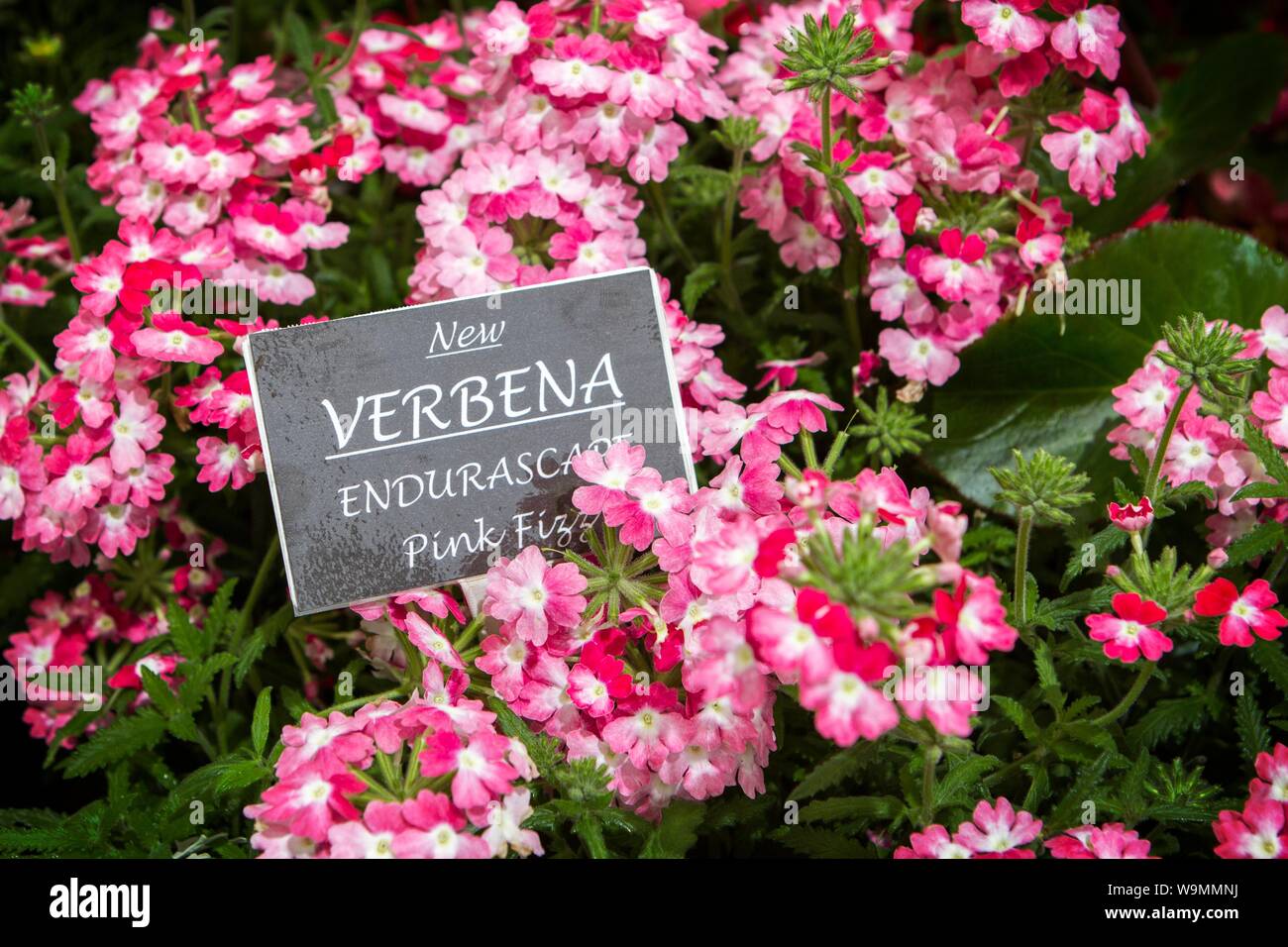 a verbena enduraxcape pink fizz garden gardening plant plants gardens Stock Photo