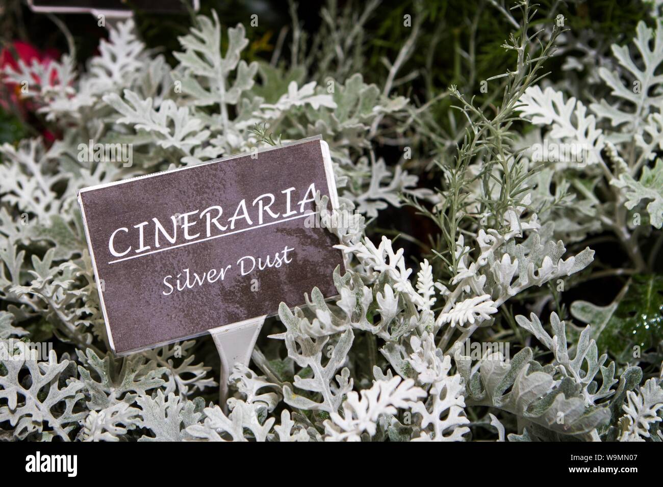Silver leaf daisy hi-res stock photography and images - Alamy