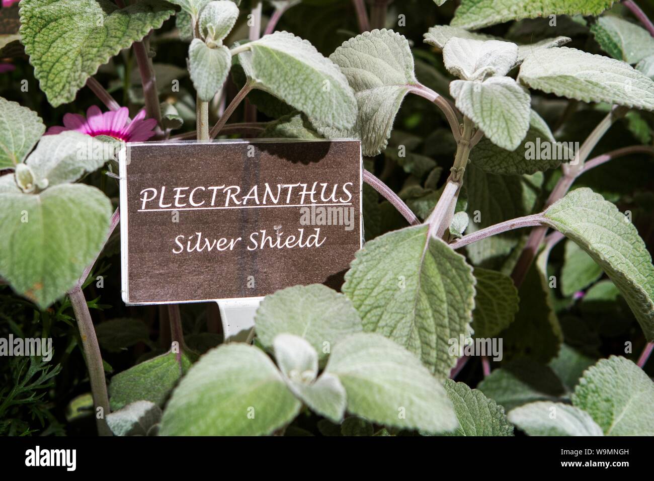a plectranthus silver shield garden gardening plant plants gardens Stock Photo