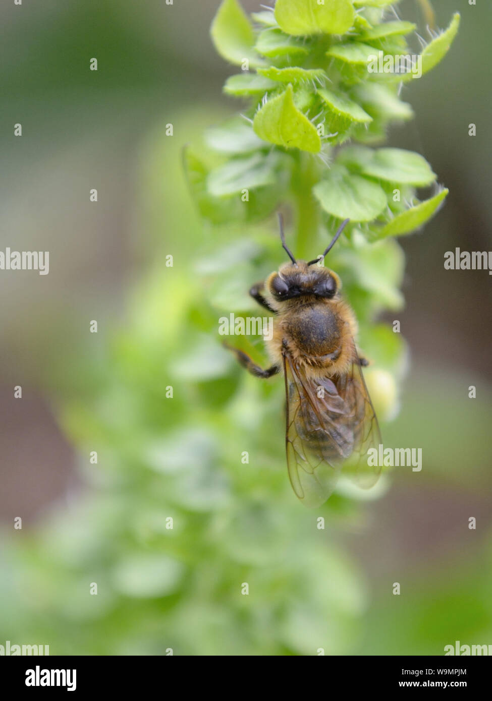 Close up of honey-bee on a green basil, Ocimum basilicum Stock Photo