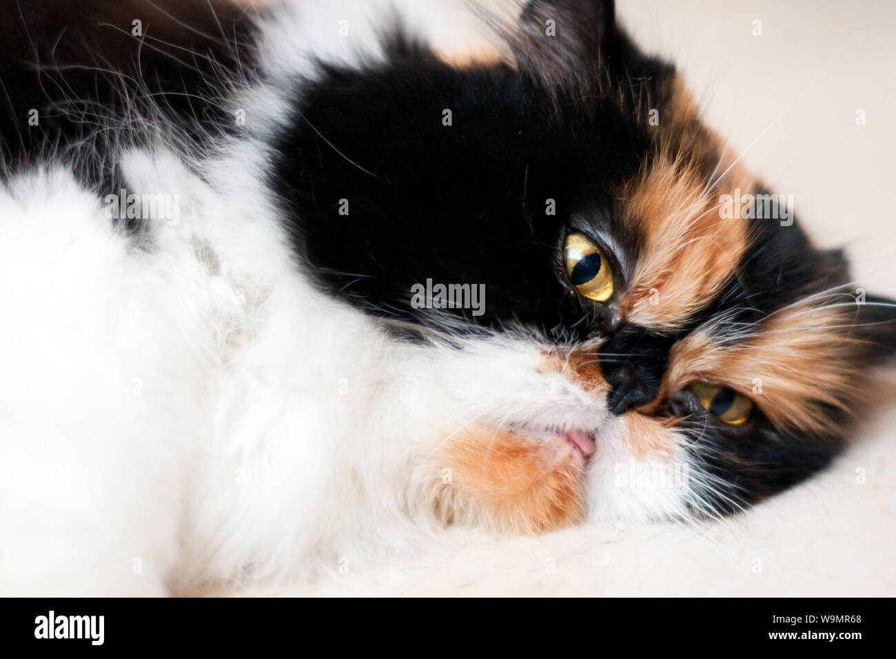 close-up of a beautiful tricolor female persian cat laying on her side Stock Photo